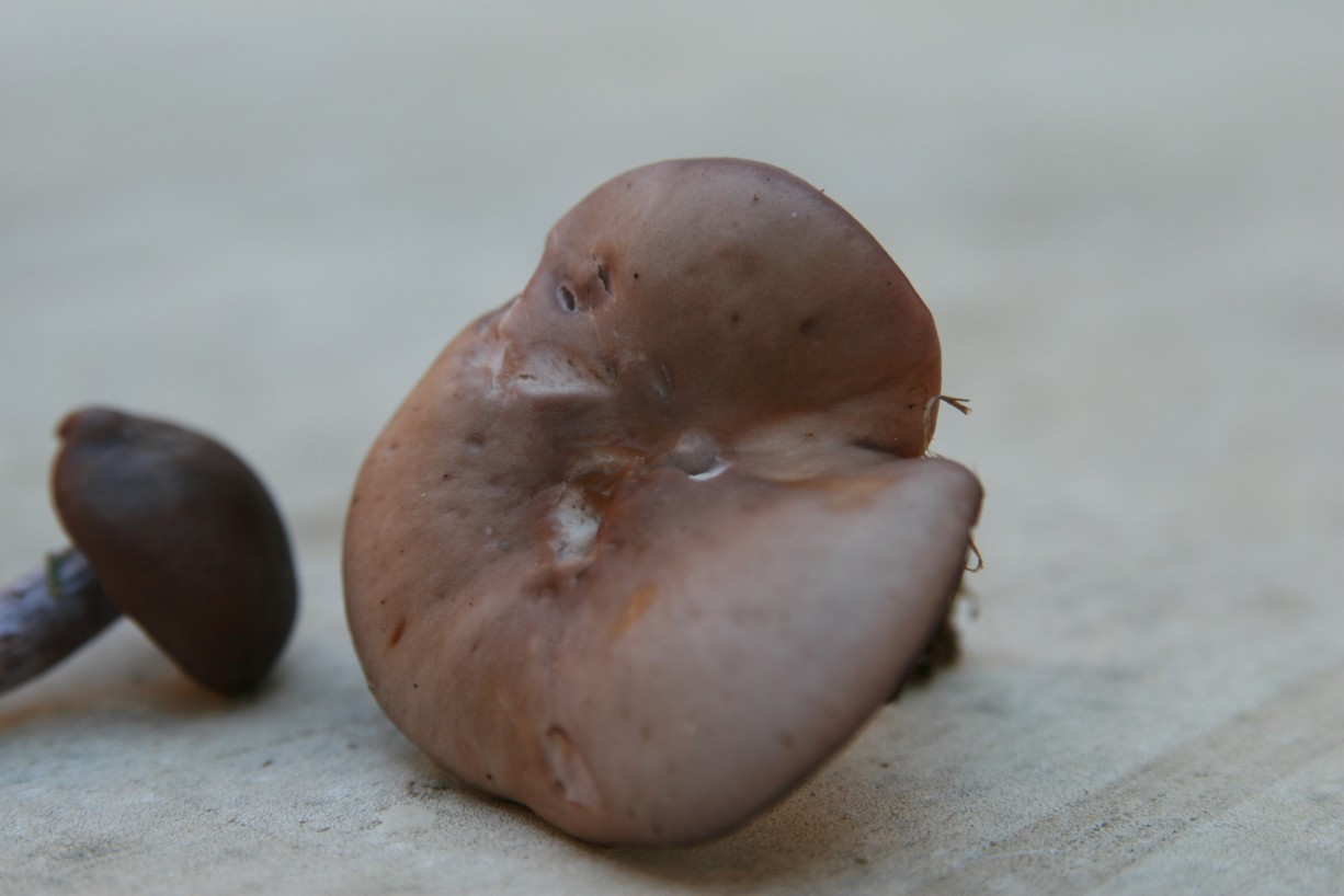 Lepista sordida?
